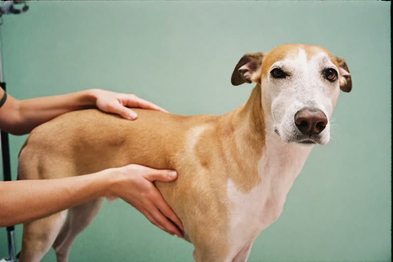 A dog being steadied on a grooming table