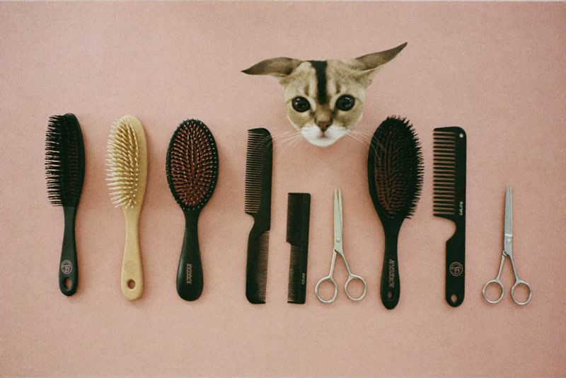 Grooming brushes, a comb and clippers laid out