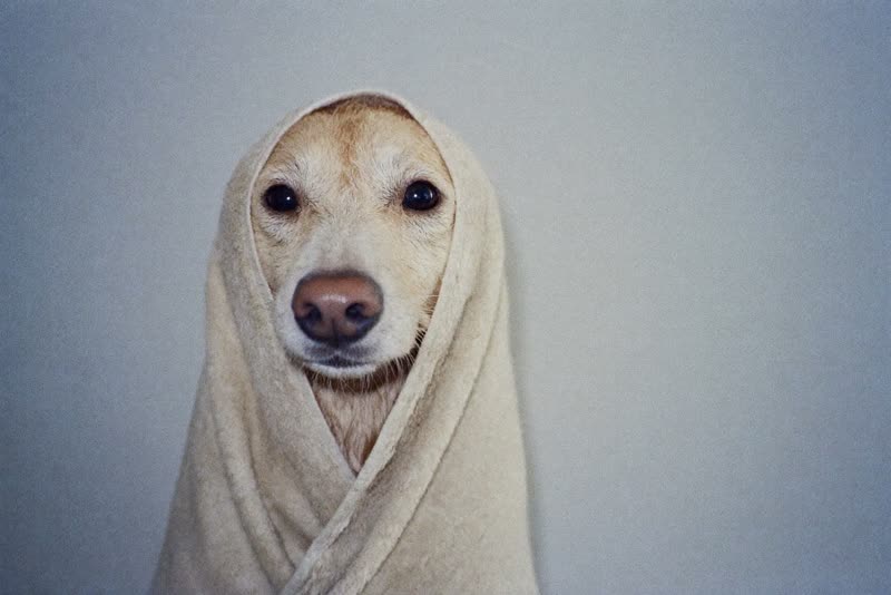 A wet dog wrapped in a towel after a bath