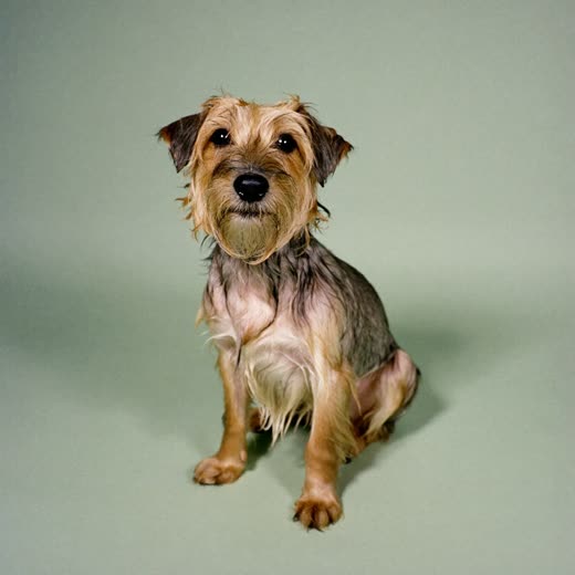 A small terrier freshly bathed and towel-dried