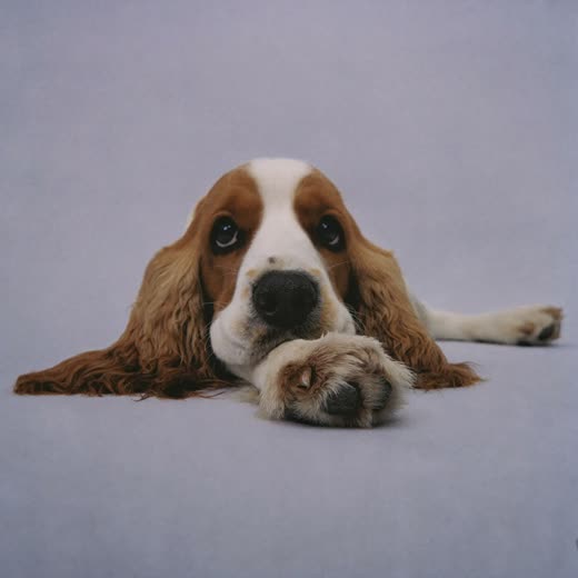 A dog's paw with freshly trimmed nails