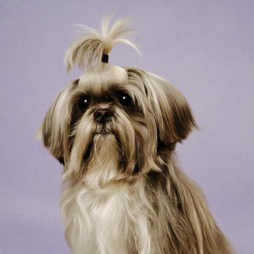 A shih tzu with a brushed-out silky coat